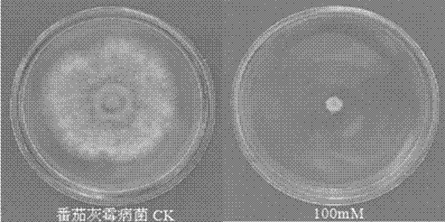 Application of sodium butyrate in the preparation of fungicides for preventing and treating plant diseases caused by plant pathogenic bacteria