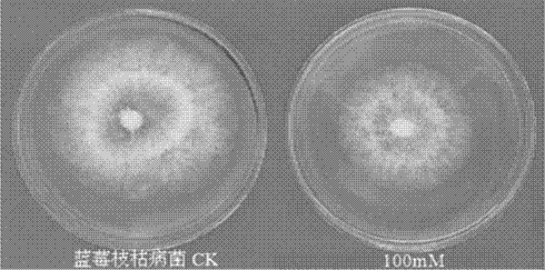 Application of sodium butyrate in the preparation of fungicides for preventing and treating plant diseases caused by plant pathogenic bacteria