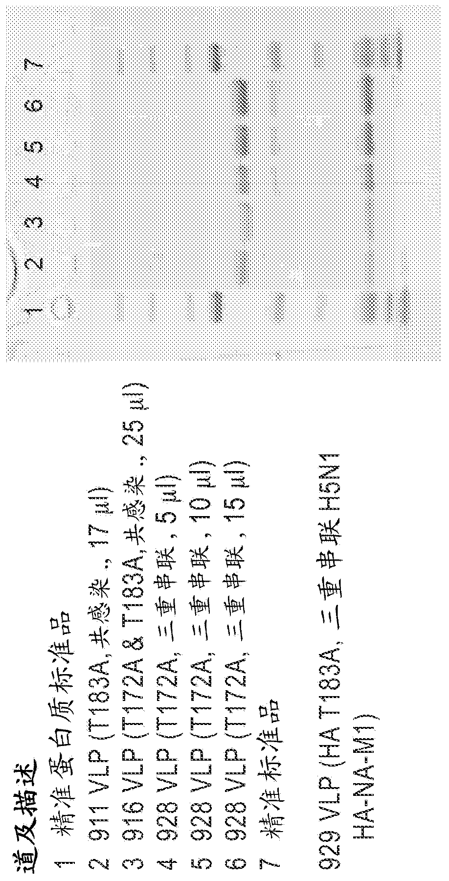 Modified influenza hemagglutinin proteins and uses thereof