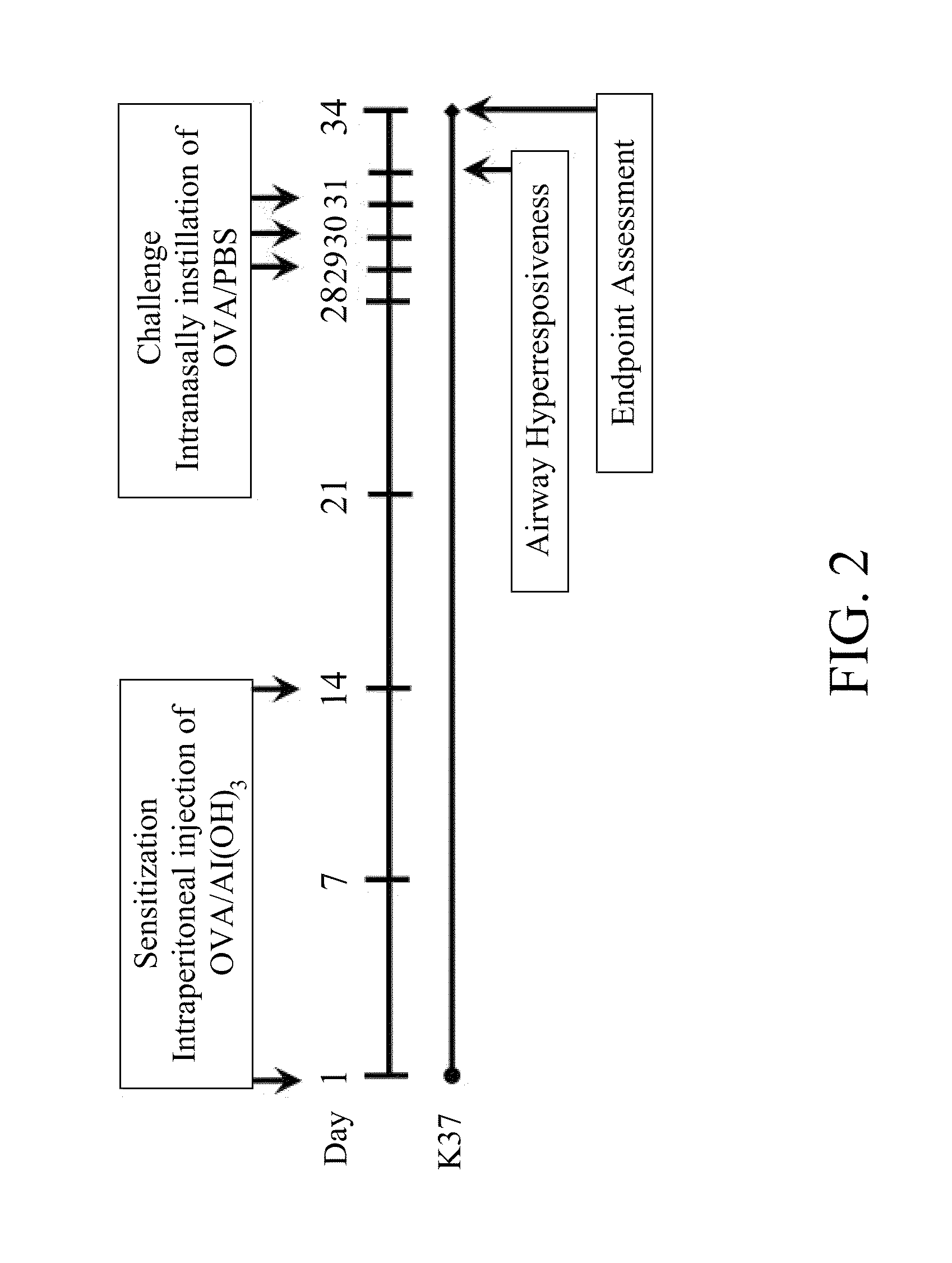 Lactic acid bacterium having immunomodulatory and Anti-allergic effects and pharmaceutical composition containing the same