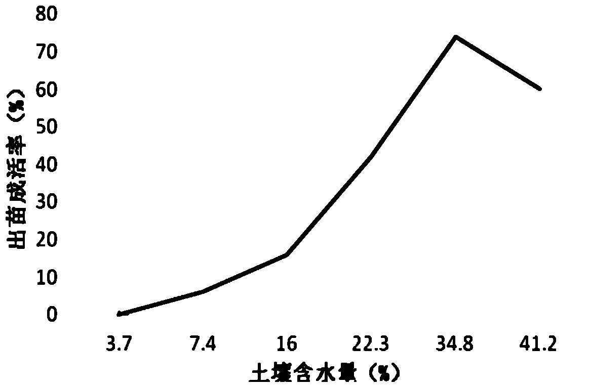 Film mulching planting method for limonium aureum