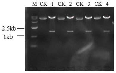 Rice ALS mutant gene, plant transgenic screening vector pCALSm3 which contains gene and application of plant transgenic screening vector pCALSm3