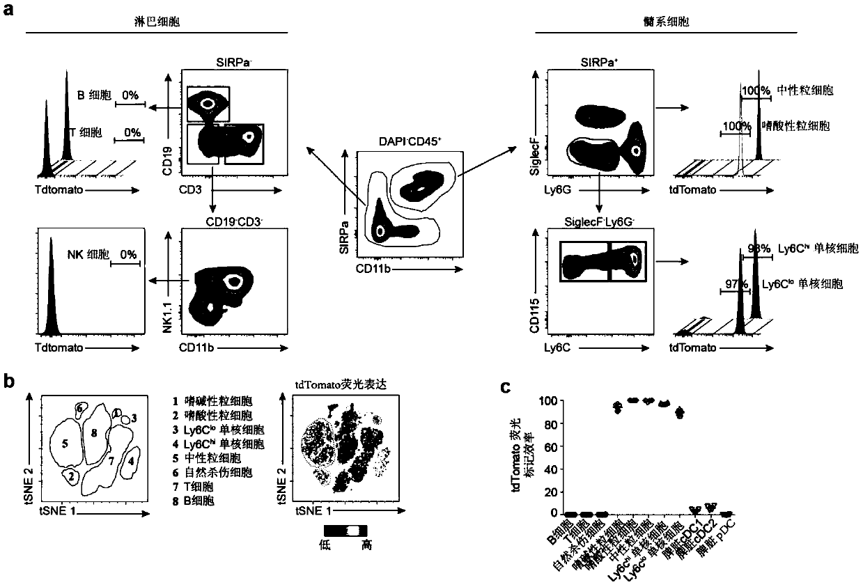 Granulocyte or monocyte marking system, and marking method and application thereof