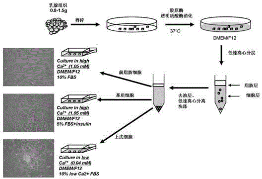 Separation and culture method for different cellular components of human mammary tissue