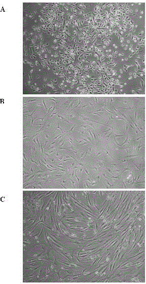 Separation and culture method for different cellular components of human mammary tissue
