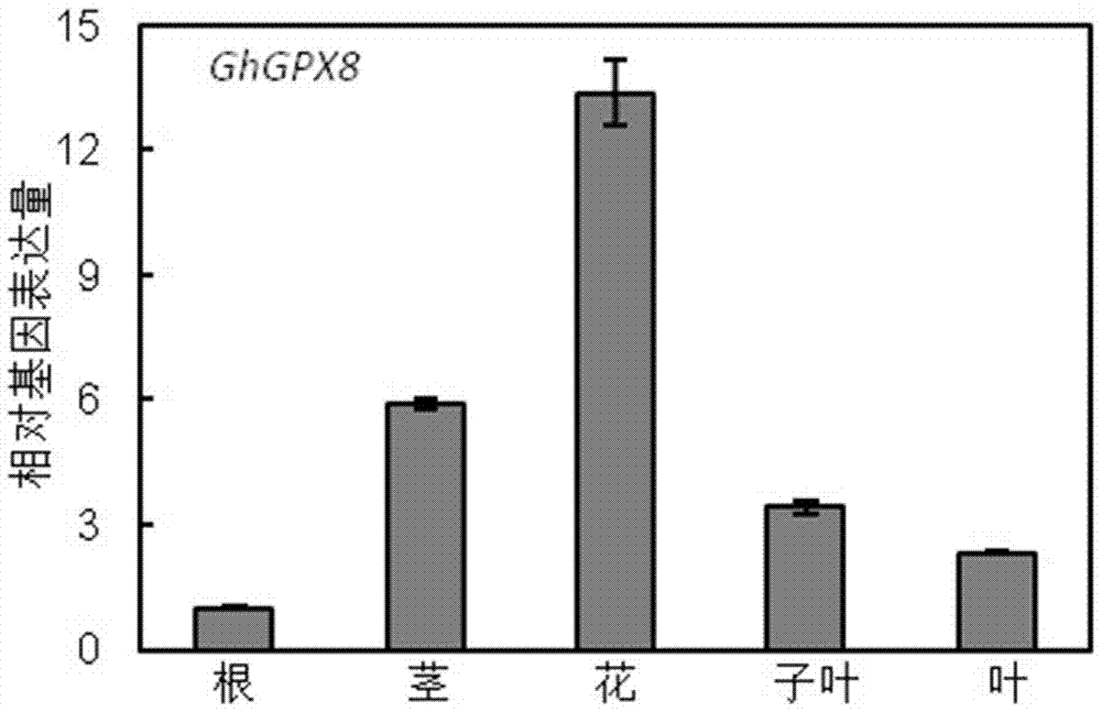 Glutathione peroxidase GhGPX8 of cotton and application thereof
