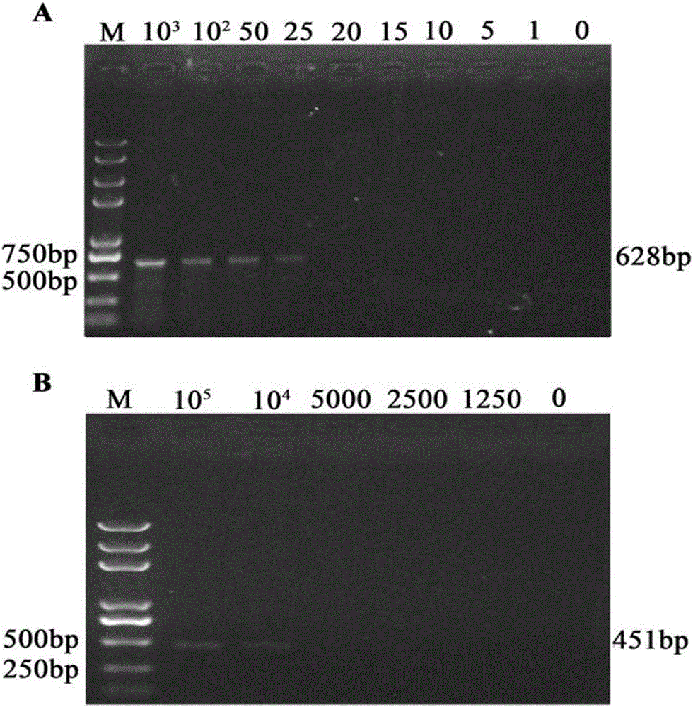 Method for rapidly detecting early-stage PEDV infection based on nanogold label amplification technology