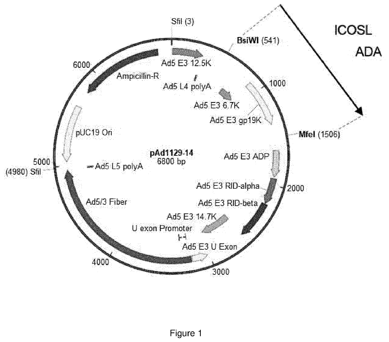 Oncolytic adenoviral vector expressing a member of the b7 family of costimulatory ligands and ada