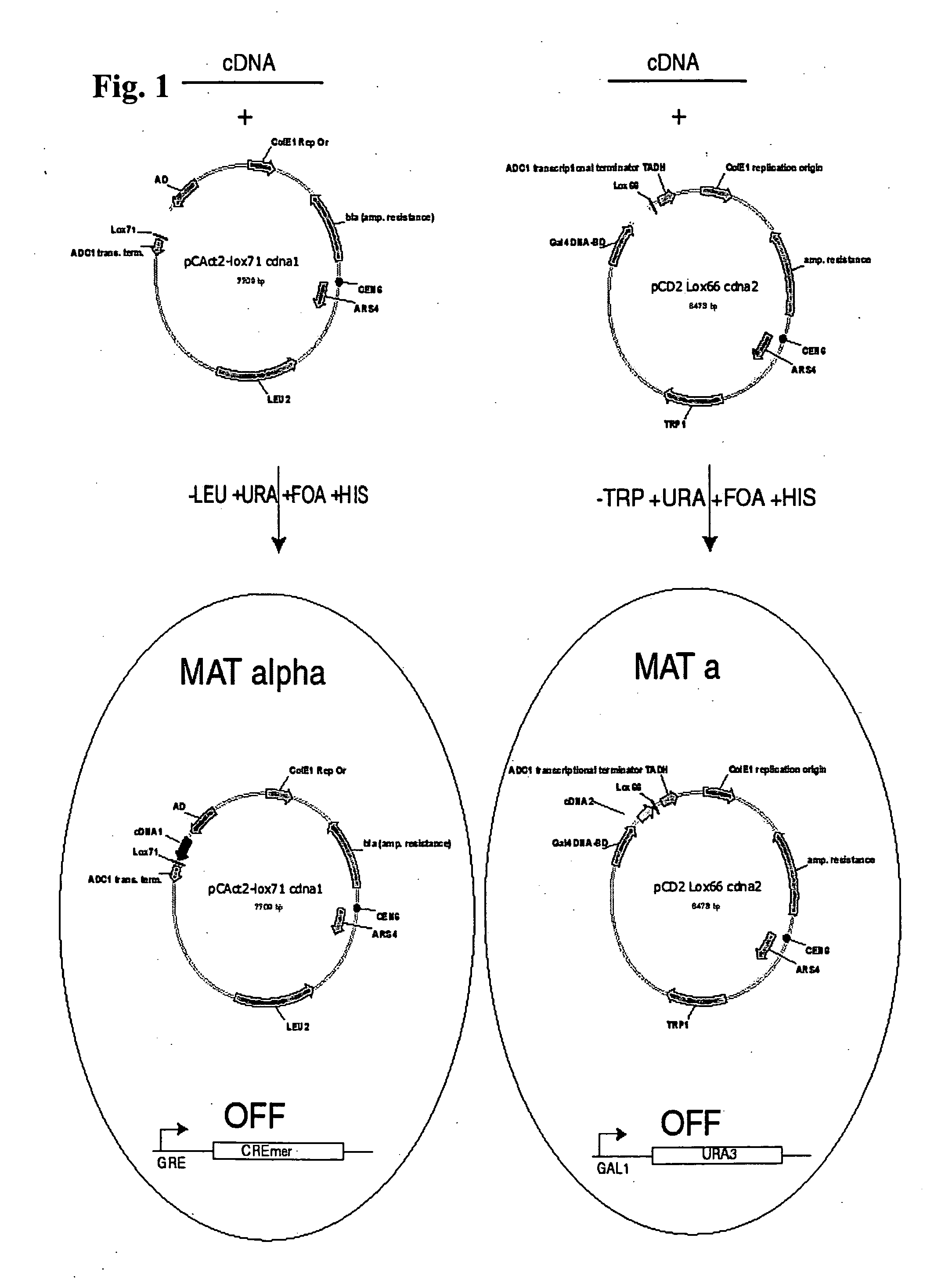 Methods for protein interaction determination