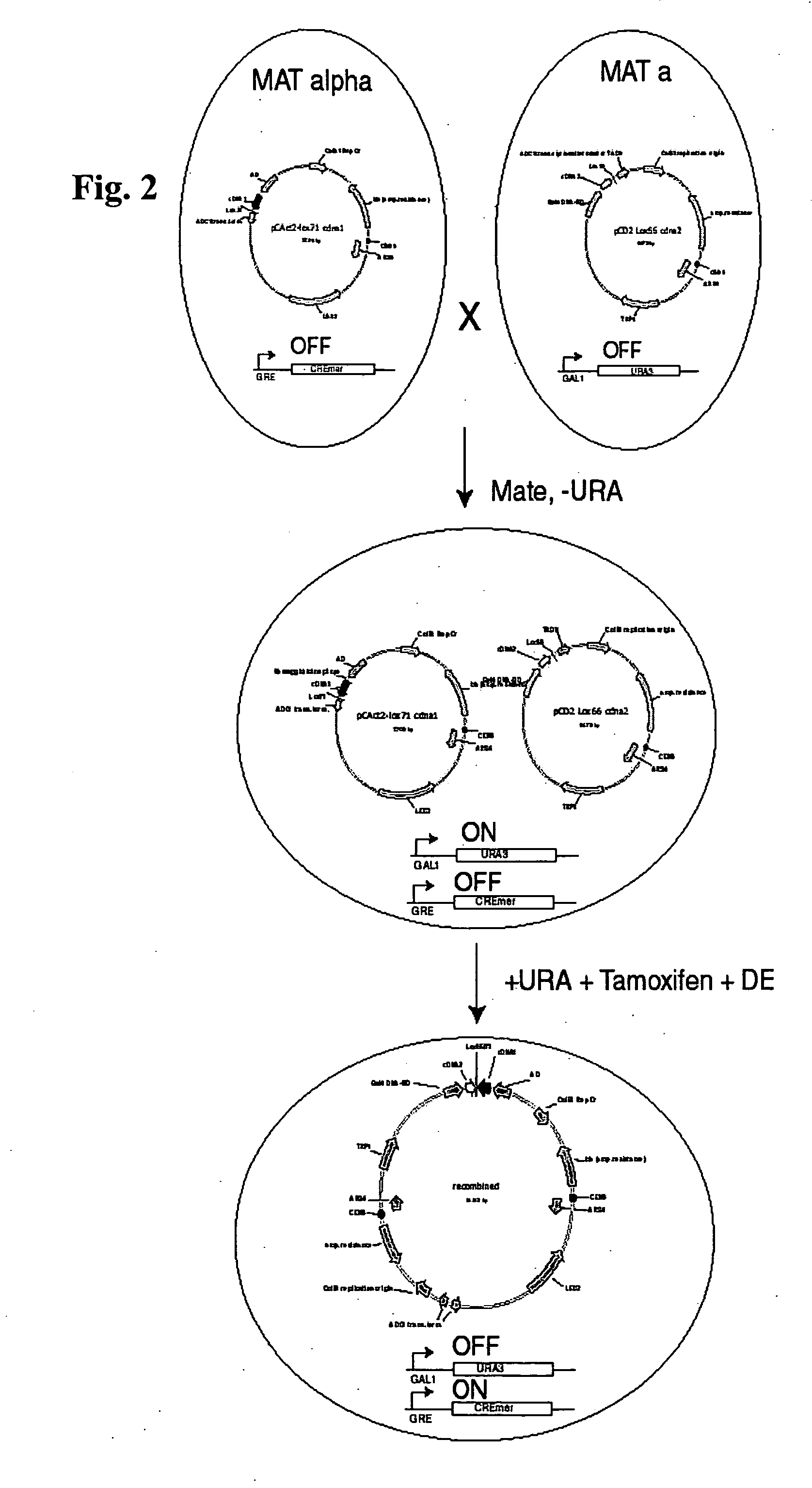 Methods for protein interaction determination
