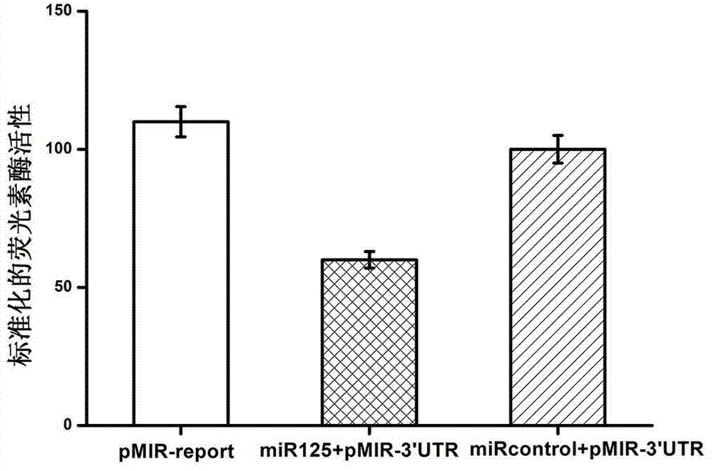 MiR125 and use thereof in regulating protooncogene Pokemon expression