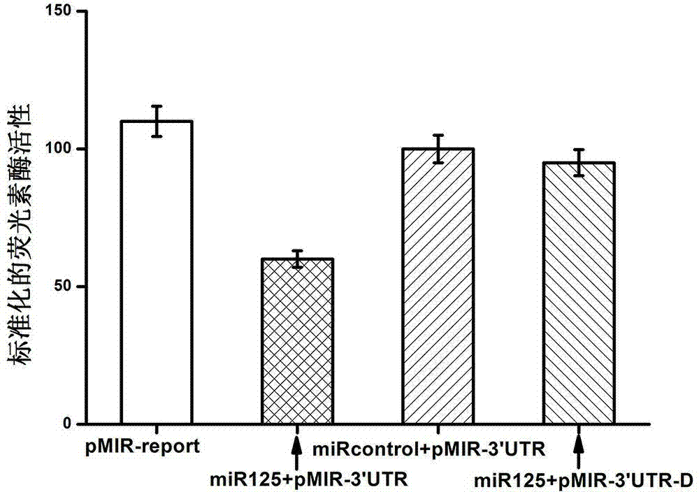 MiR125 and use thereof in regulating protooncogene Pokemon expression