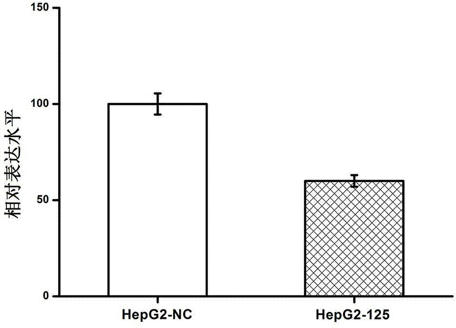 MiR125 and use thereof in regulating protooncogene Pokemon expression