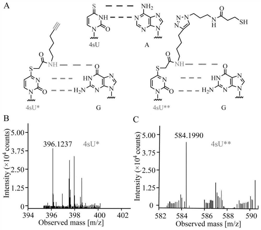 Difunctional marking method of 4-sulfydryl uracil and application of difunctional marking method in sequence enrichment and single base resolution sequencing