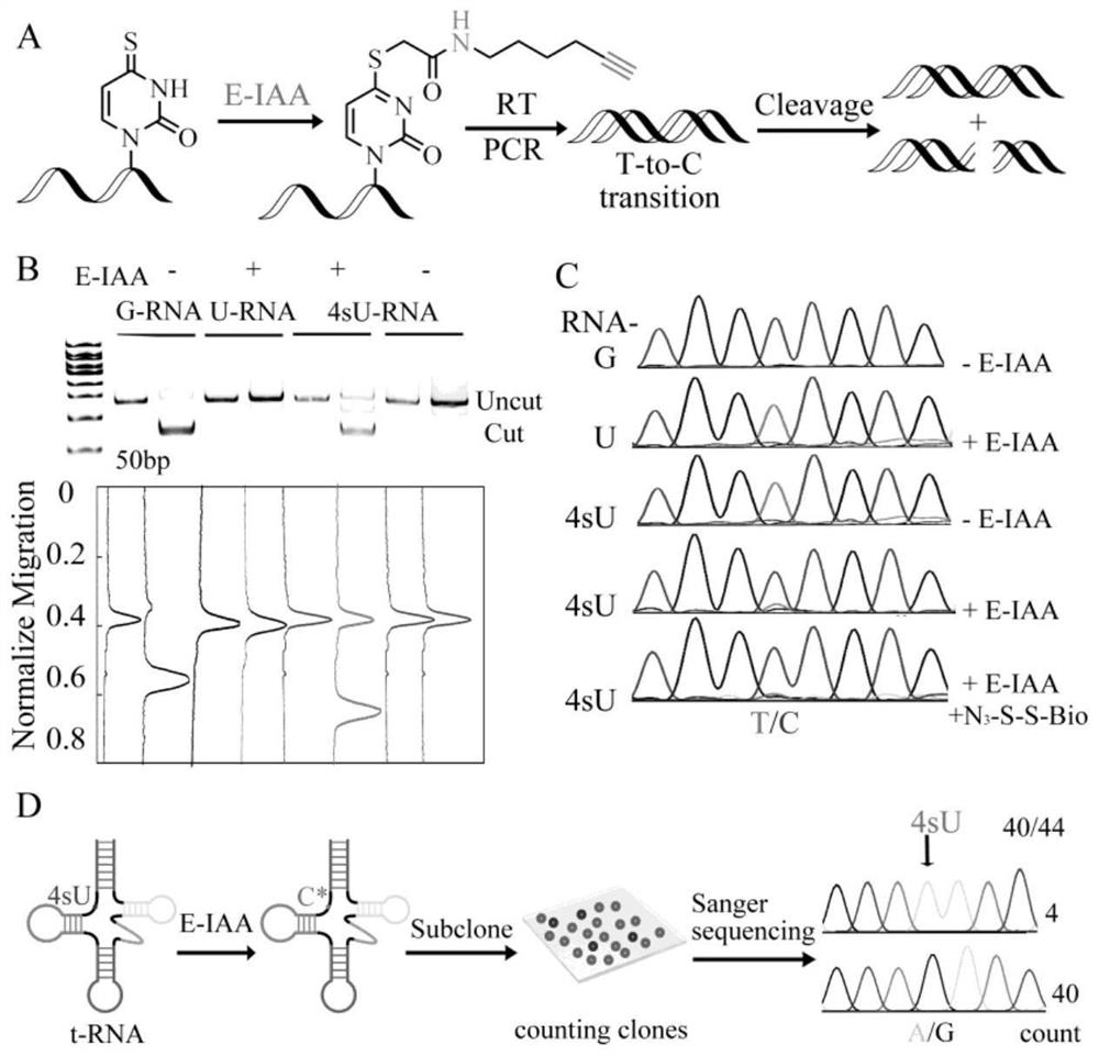 Difunctional marking method of 4-sulfydryl uracil and application of difunctional marking method in sequence enrichment and single base resolution sequencing