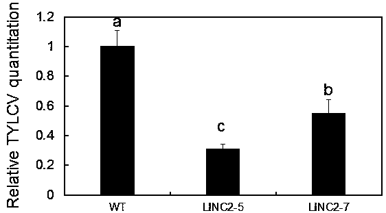 Application of SL-LINC2 gene endowing plant with yellow leaf curl virus disease resistance