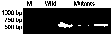 Scenedesmus obliquus chloroplast homologous recombination empty vector and application thereof