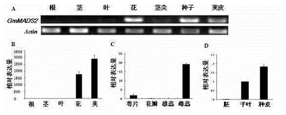 Soybean GmMADS2 Gene and Its Application