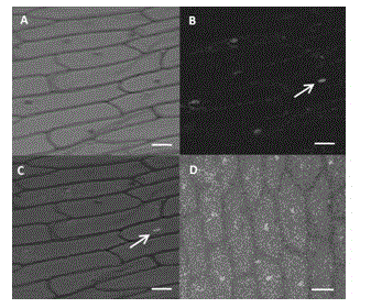 Soybean GmMADS2 Gene and Its Application