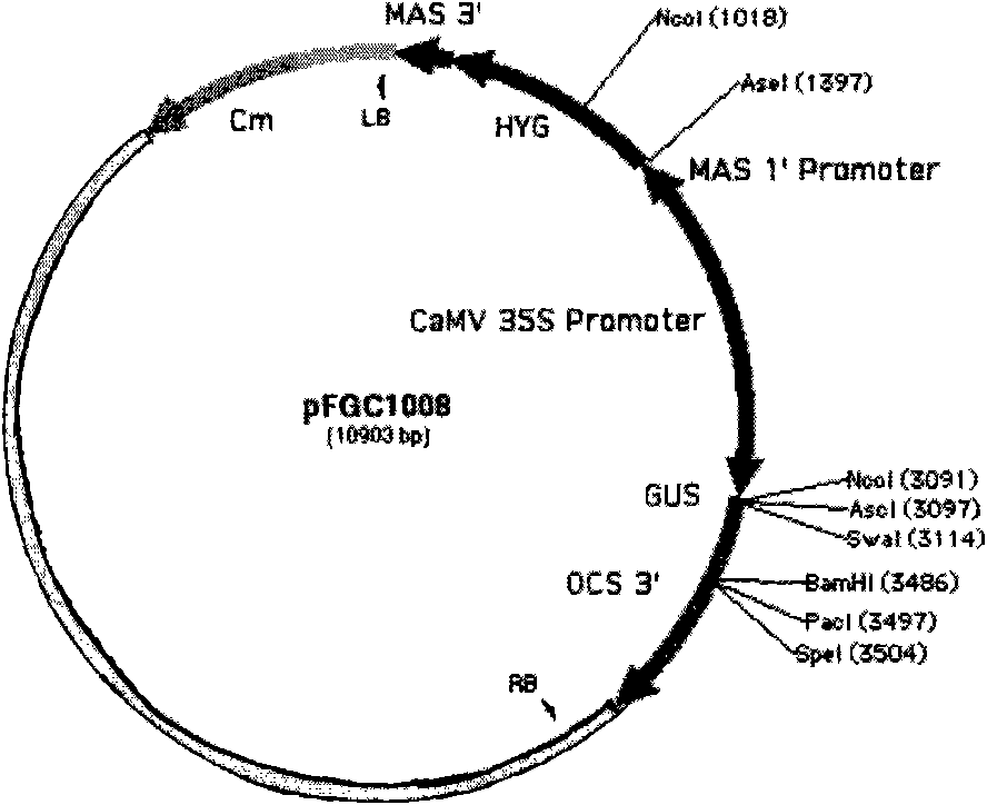 Plasmid for constructing interference vector and construction method and application thereof