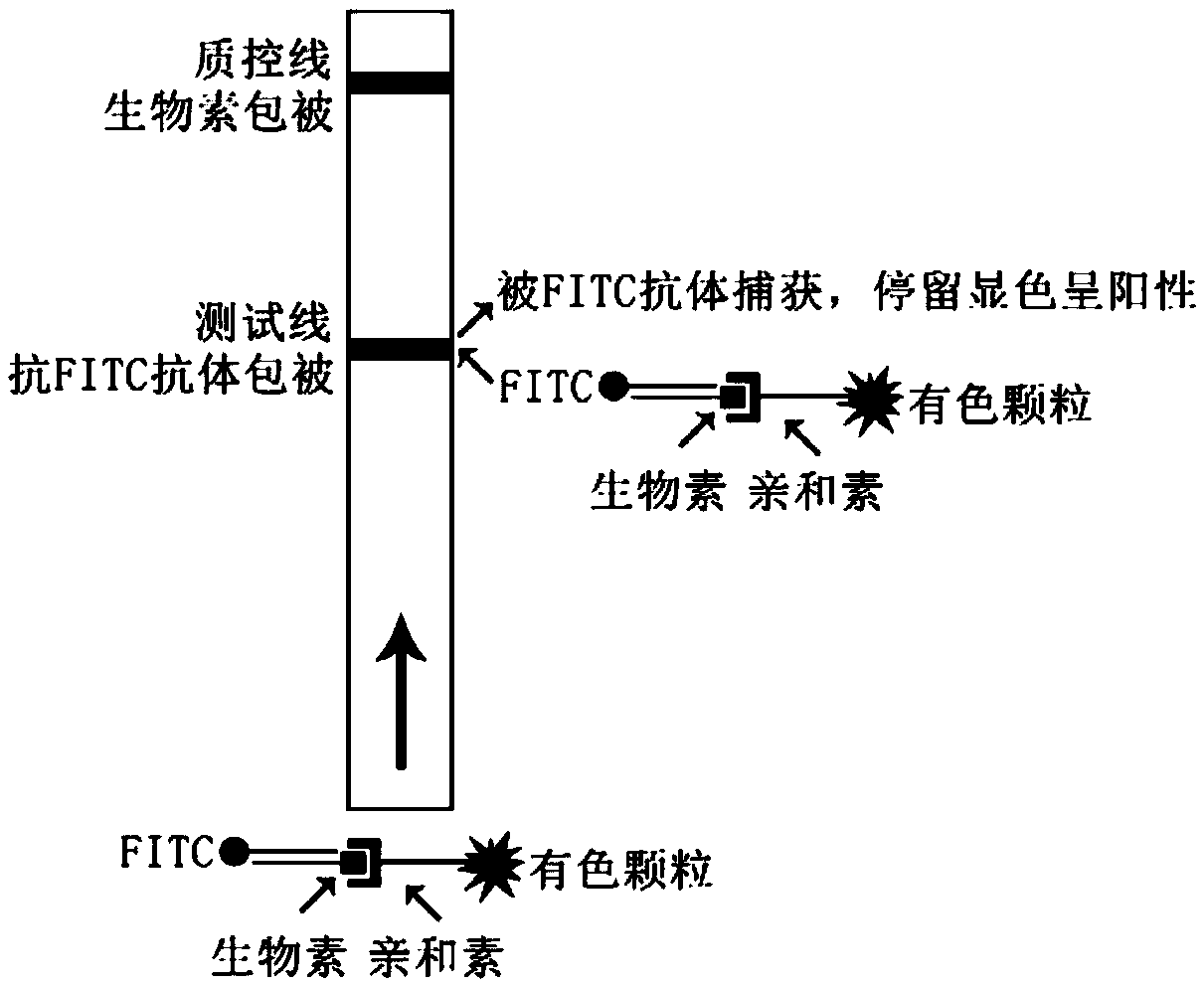 Nucleic acid sequence for isothermal amplification detection of measles virus, kit, detection method and application