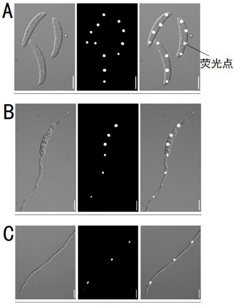 Preparation method and application of green fluorescent protein labeled Chinese rose fusarium