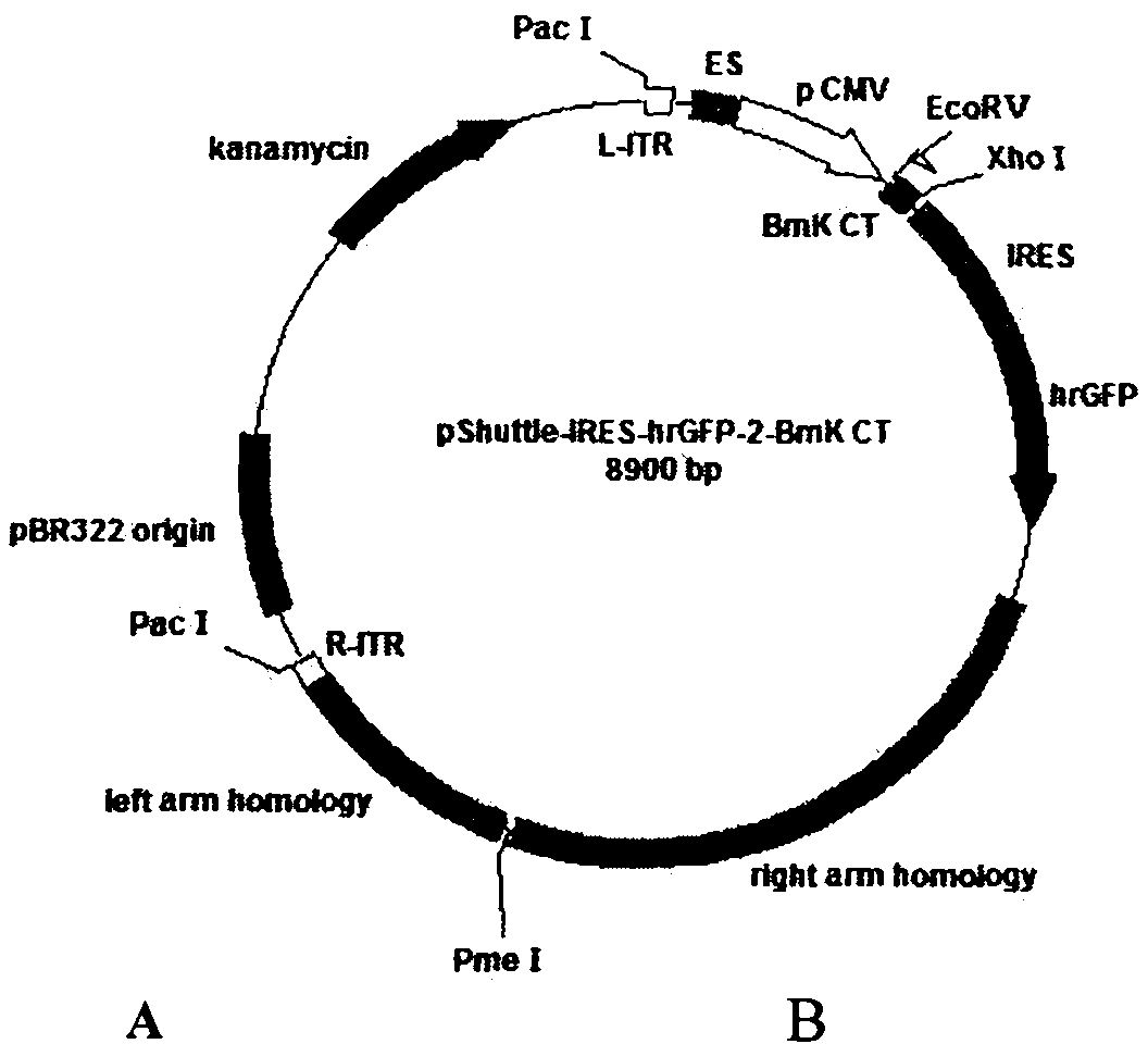 Recombinant adenovirus, preparation method and application thereof