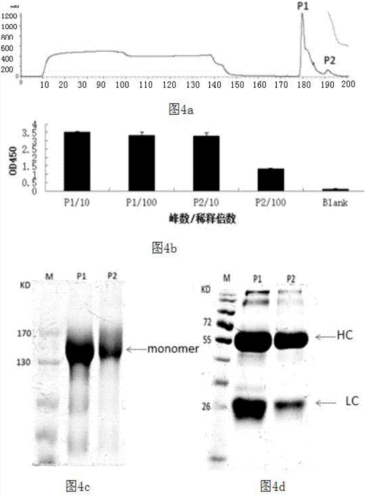 Cellular expression system for stably expressing anti-TNF-alpha monoclonal antibody