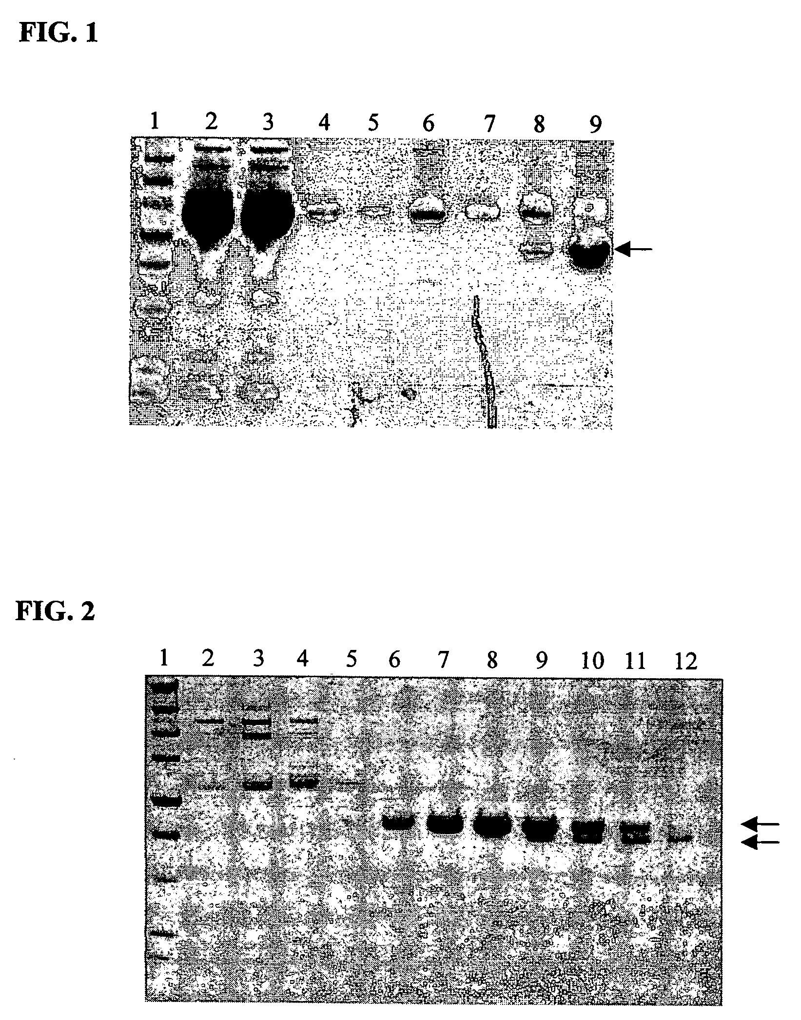 Tissue factor antibodies and uses thereof