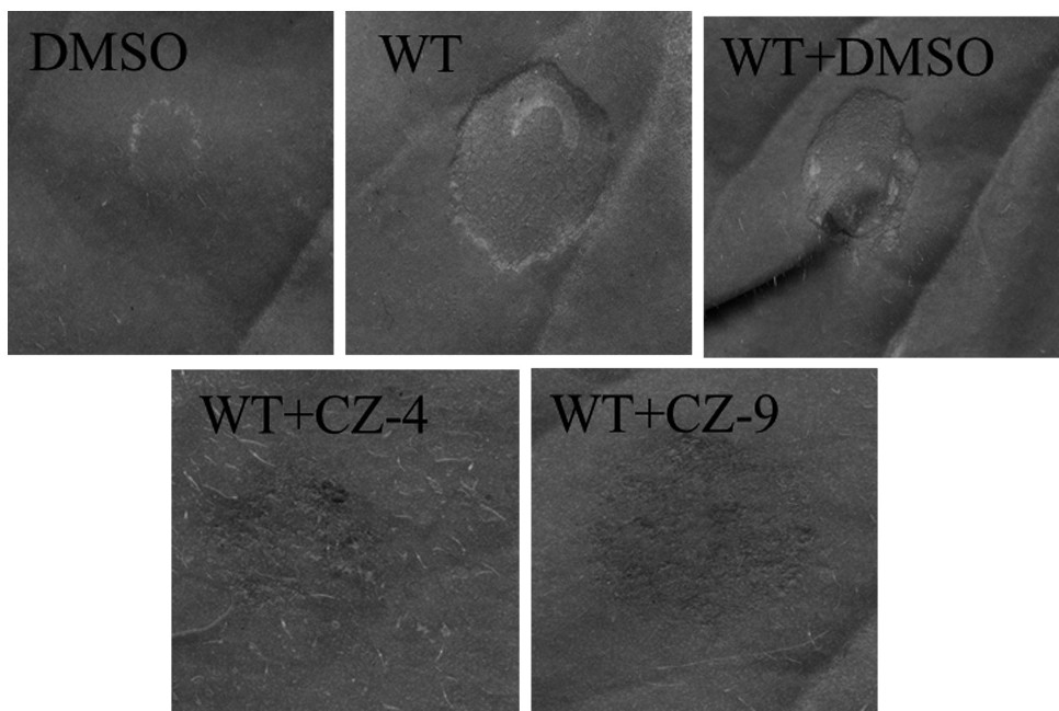 Application of phenylacrylic acid compound in prevention and/or treatment of plant diseases