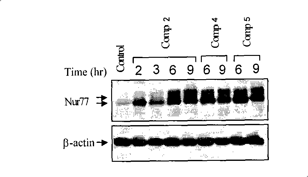 Induced nuclear receptor TR3 expressed cardiac glycoside compounds and use thereof
