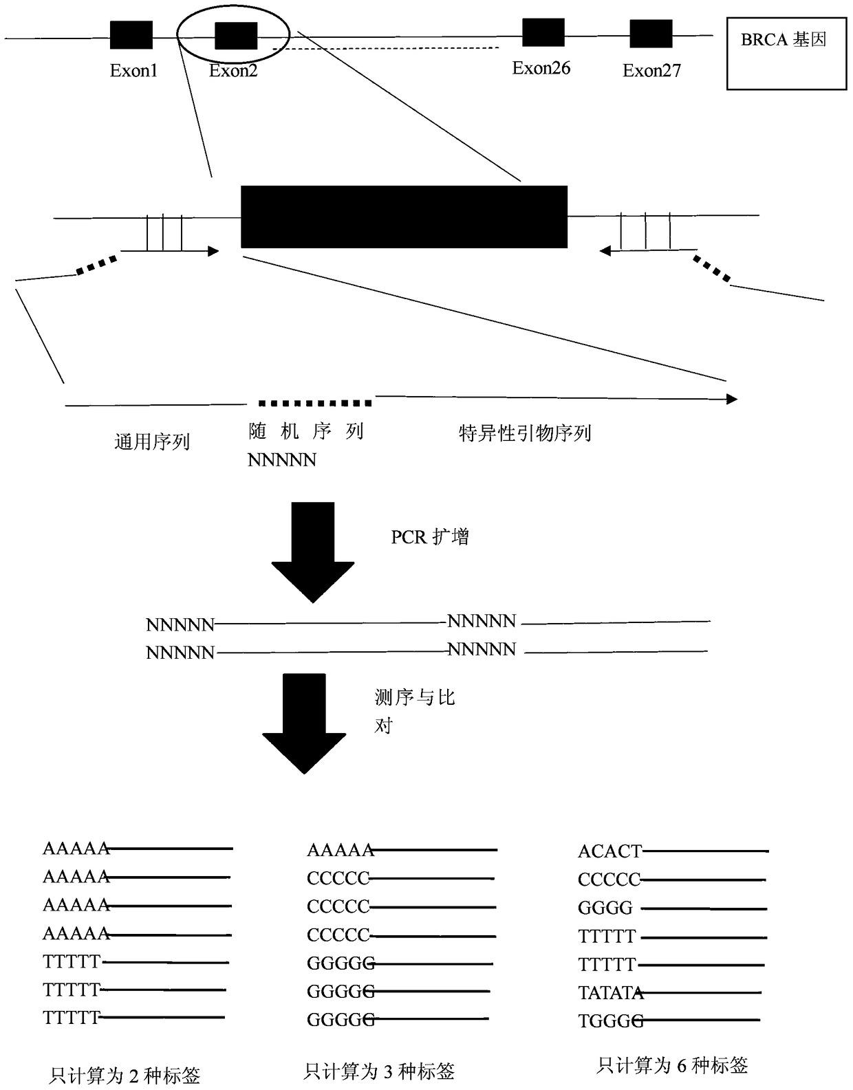 Method for detecting heterozygous brca1/2 gene deletion and primers used