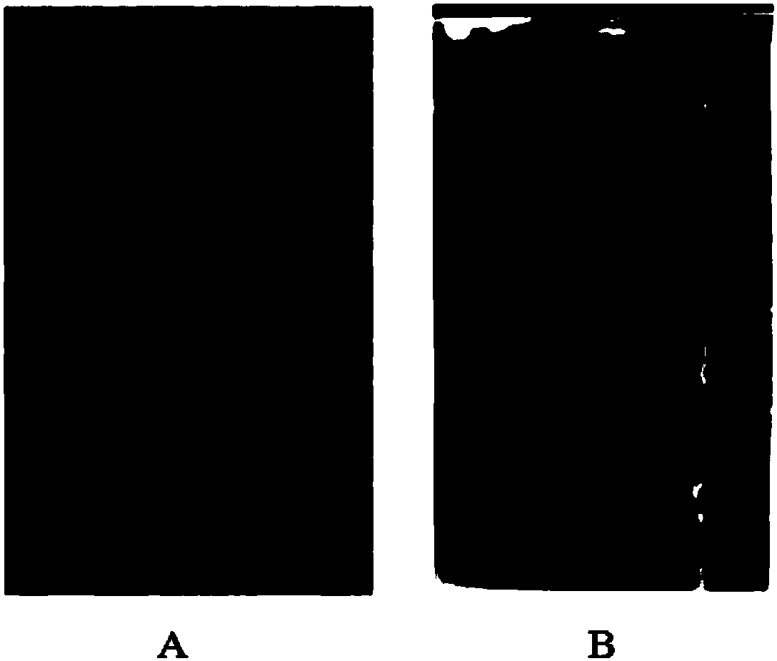 Black bean identification method based on thin-layer chromatography