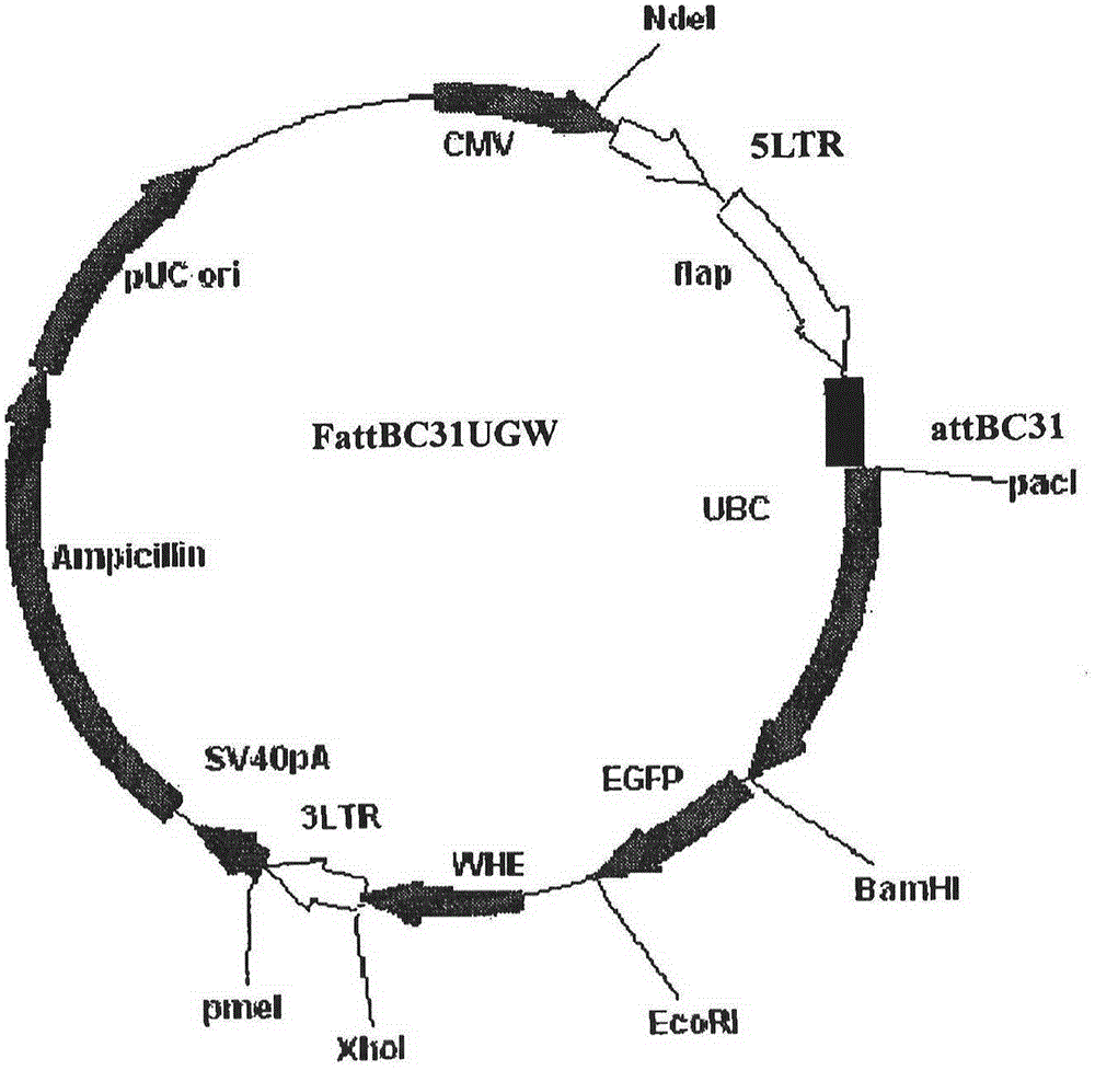 Preparation method and application of multiple target complex antigen-loaded CD8&lt;+&gt; cytotoxic T lymphocyte
