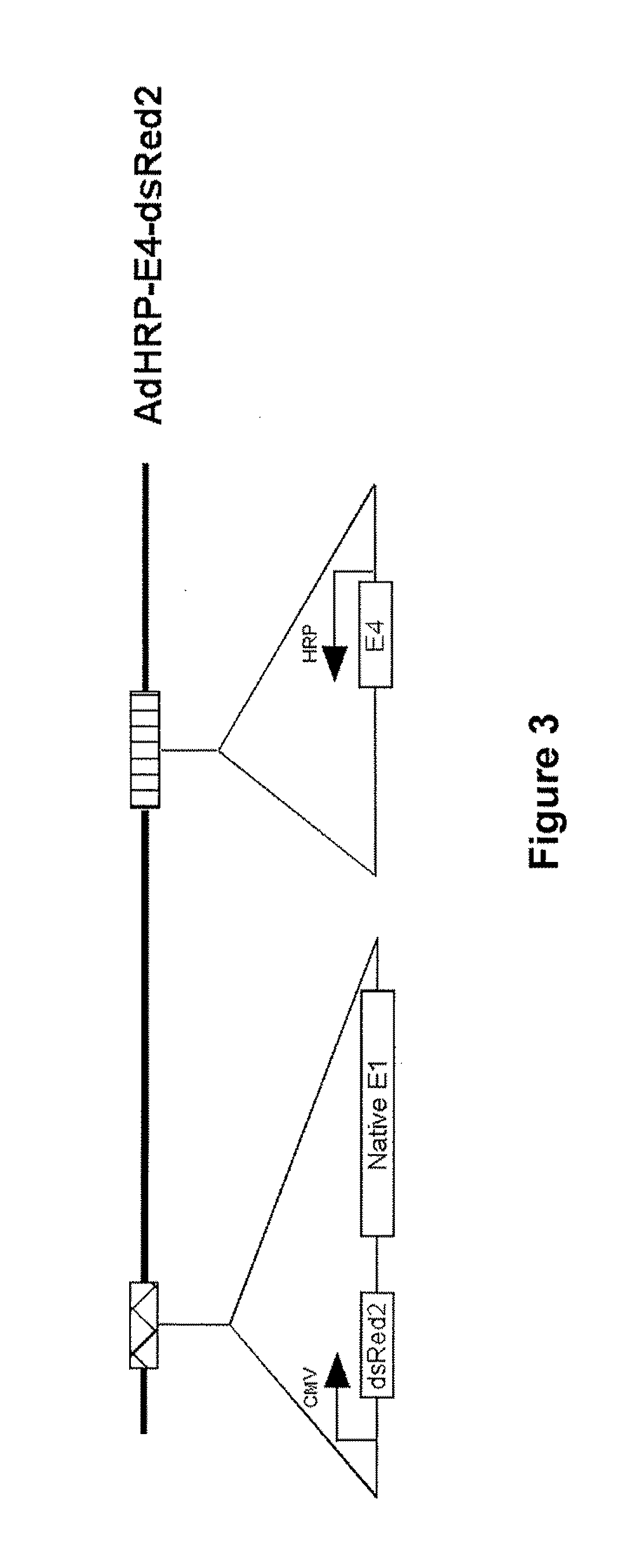 Targeted tumor therapy by use of recombinant adenovirus vectors that selectively replicate in hypoxic regions of tumors