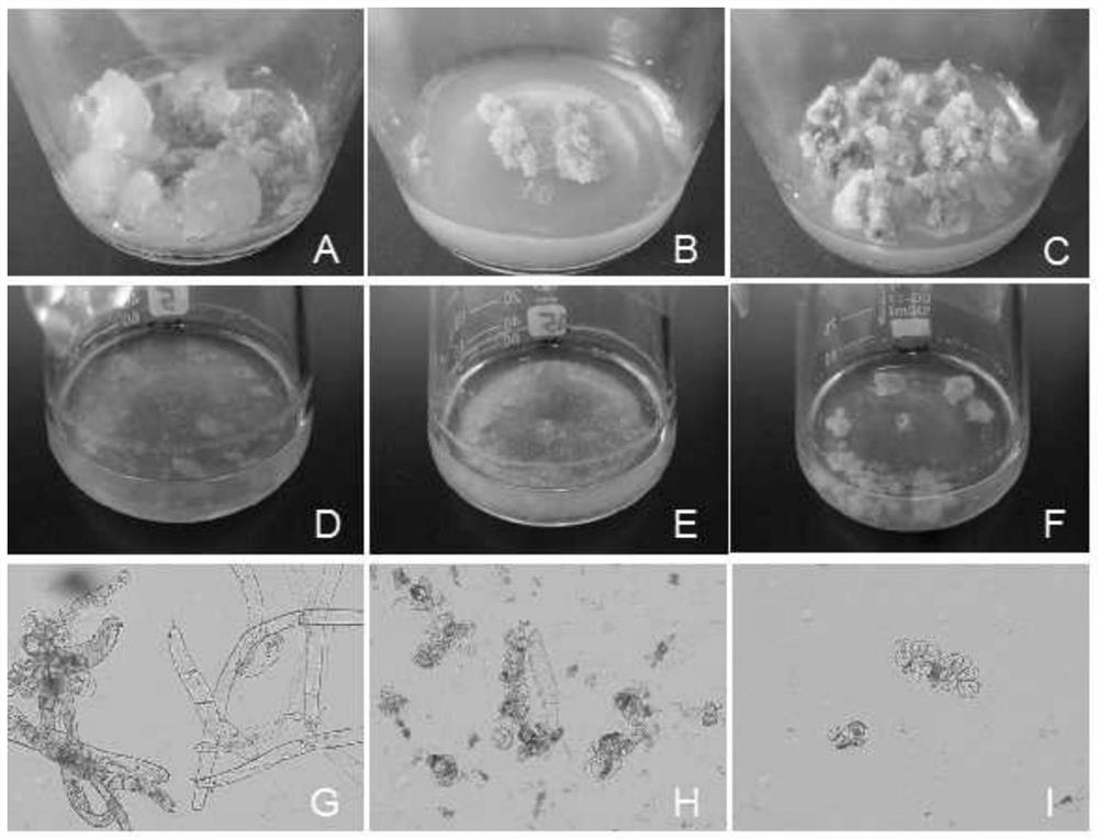 Methods for callus suspension culture and protoplast separation of camellia oleifera