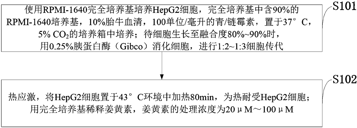 New target using curcumin to inhibit hepatic cancers and application