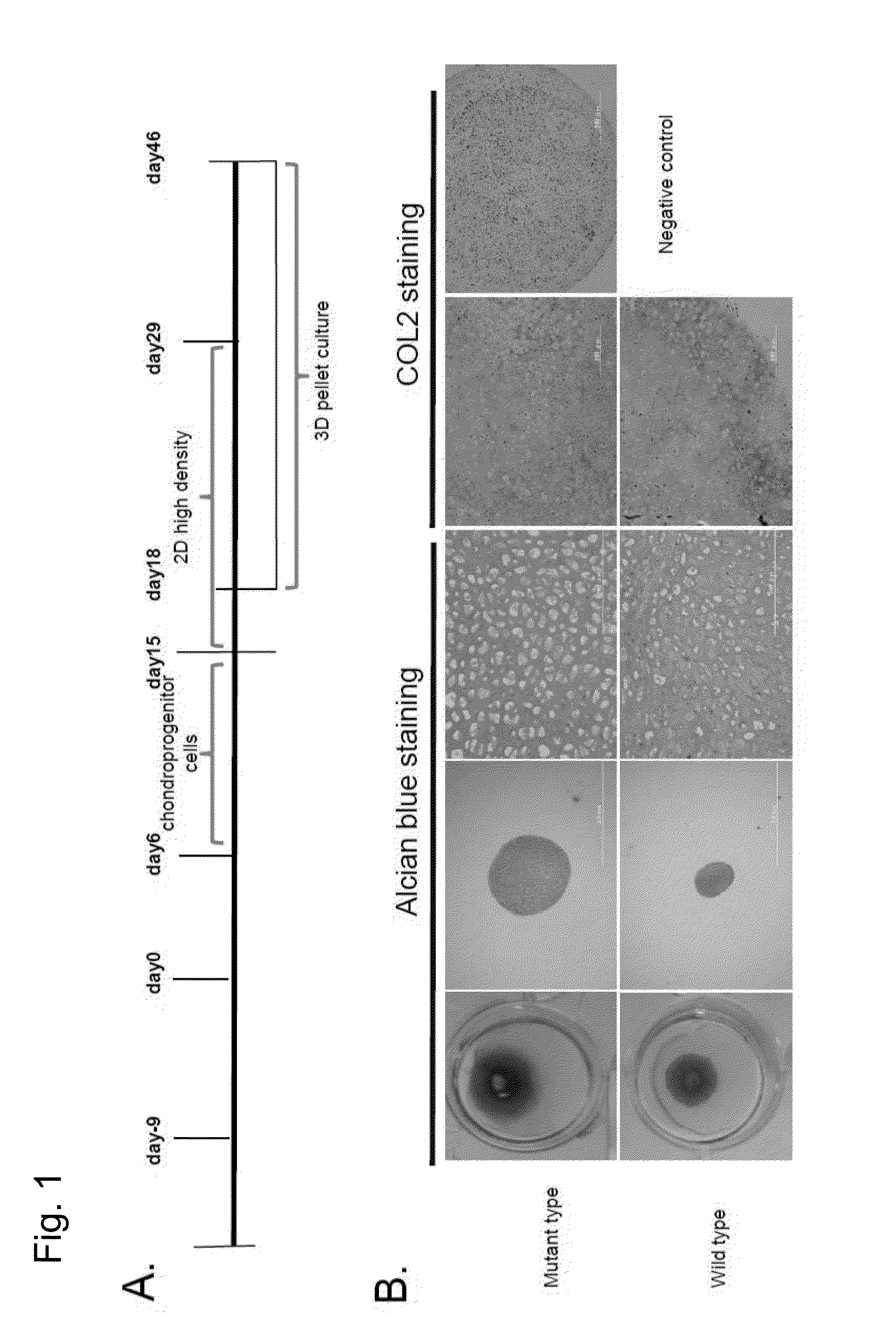 Preventive and therapeutic drug for cartilaginous hyperplasia and method of screening for the same