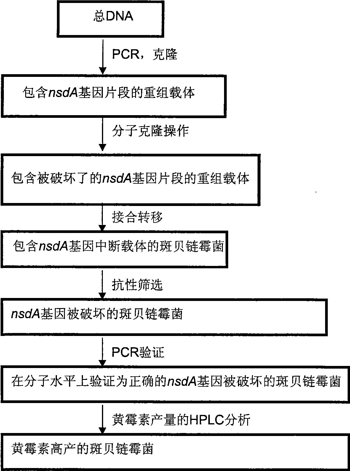 Method for improving streptomyces bambergiensis bambermycin yield and bacterial strain