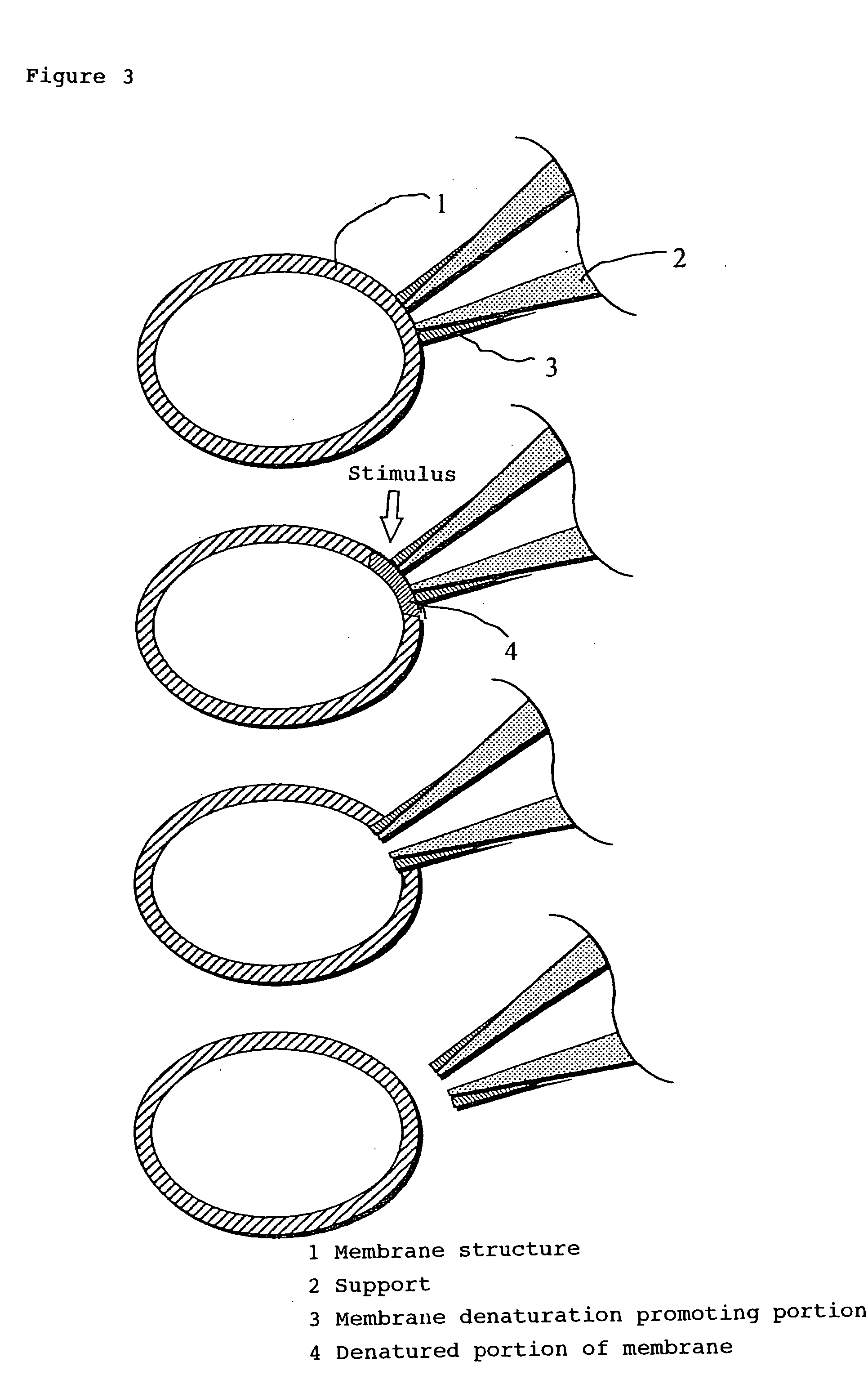 Site-specific cell perforation technique