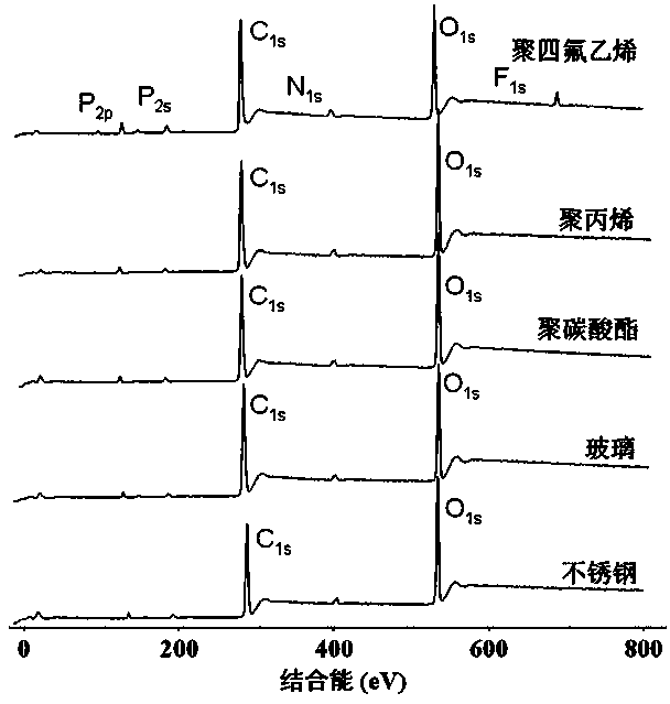 Imitation mussel attachment protein and cell membrane structure copolymer and preparation method and application thereof
