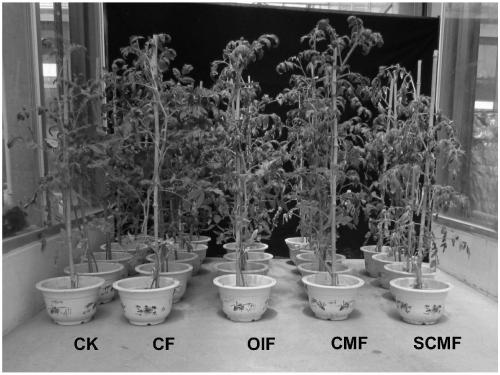 Granular bacillus compound microbial fertilizer as well as preparation method and application thereof