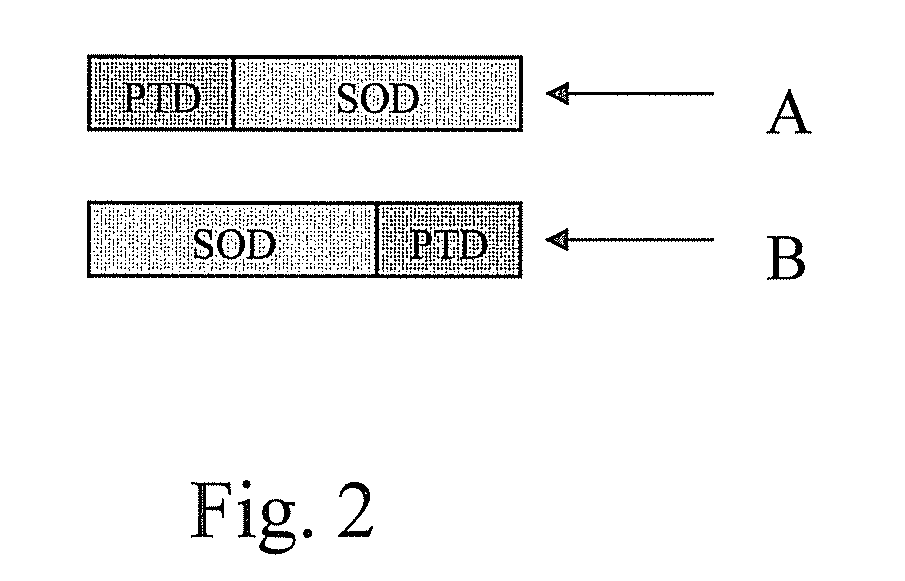 Fusion proteins and methods for treating HIV infection and aids related symptoms