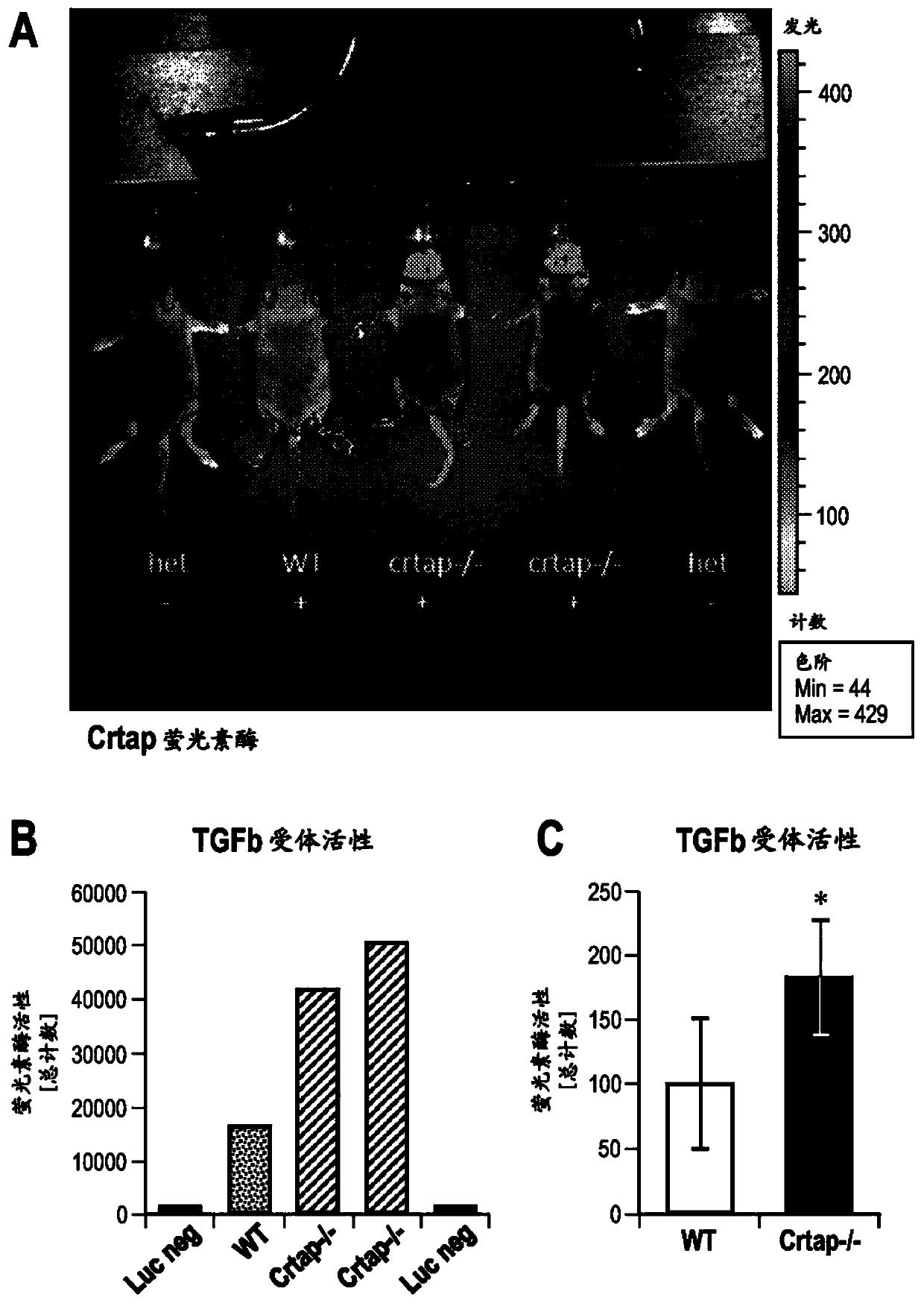 Methods for Treating Osteogenesis Imperfecta