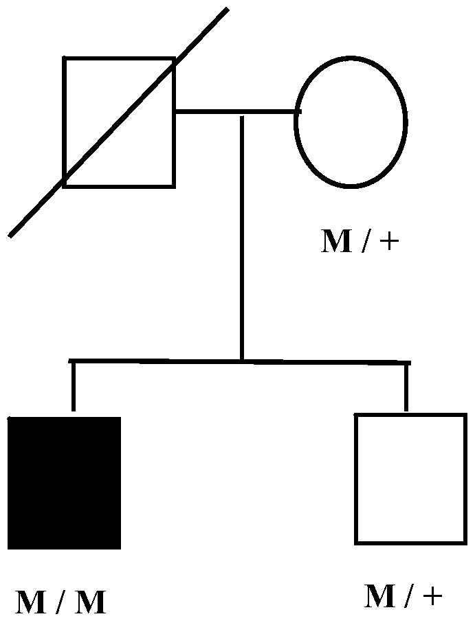 cyp4v2 gene mutant and its application