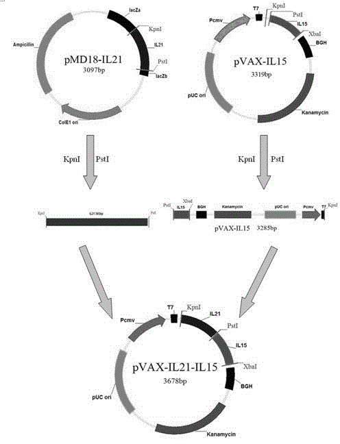 Gene for preventing toxoplasma infection and application of gene