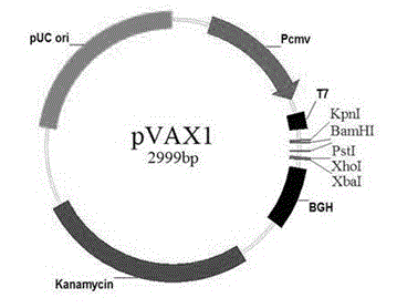 Gene for preventing toxoplasma infection and application of gene