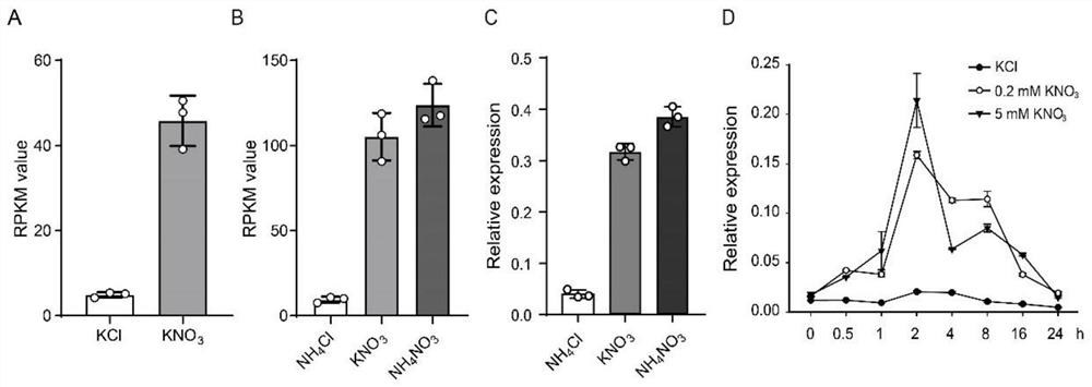 Application of the transcription factor hinge1 in the regulation of nitrogen-phosphorus homeostasis in plants