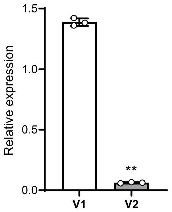 Application of the transcription factor hinge1 in the regulation of nitrogen-phosphorus homeostasis in plants