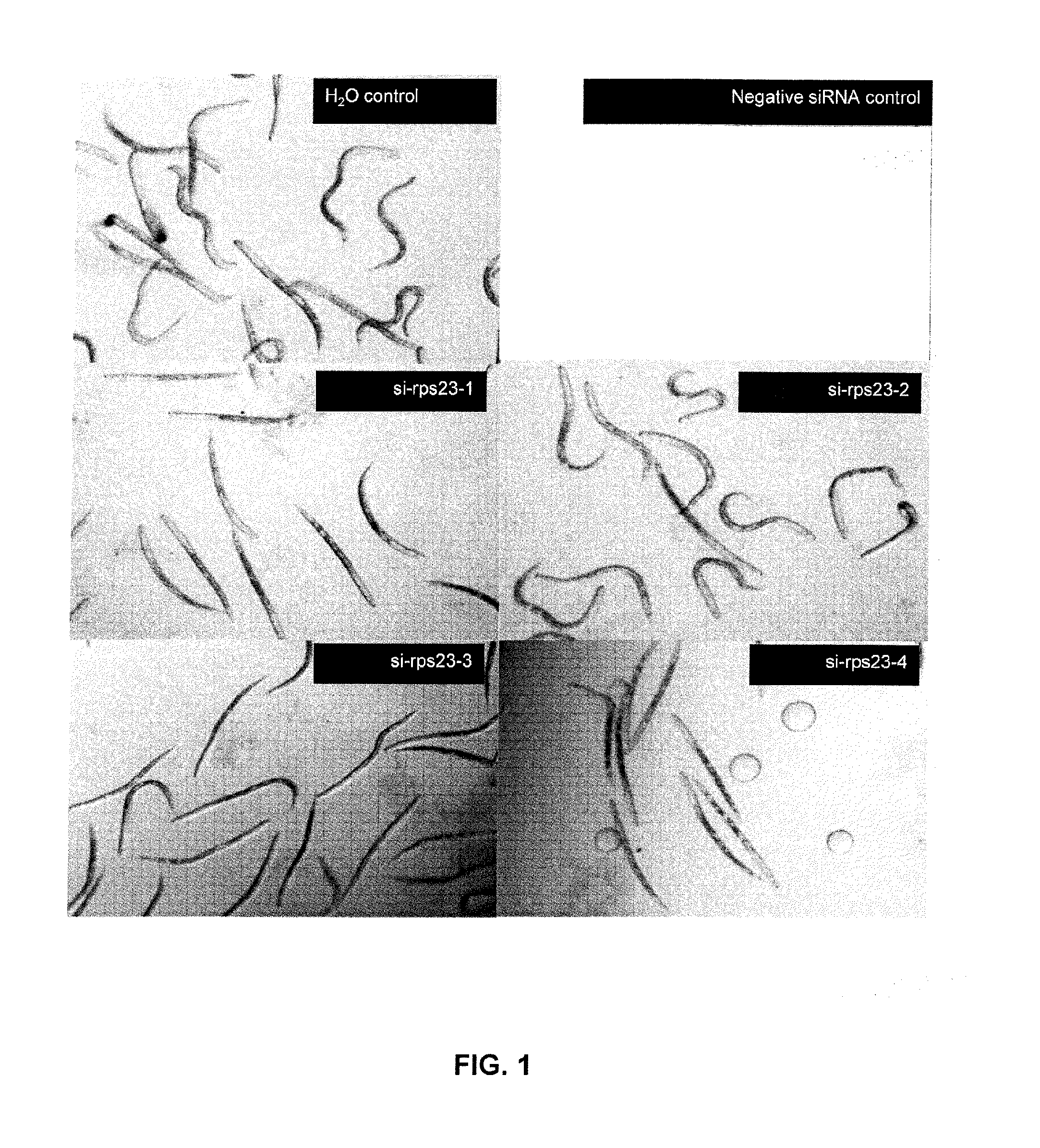 Methods and Compositions Using Small Interfering RNA (SIRNA) for Nematode Control in Plants